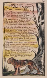 Lieder der Unschuld und der Erfahrung, Platte 36, Der Tiger (Bentley 42)